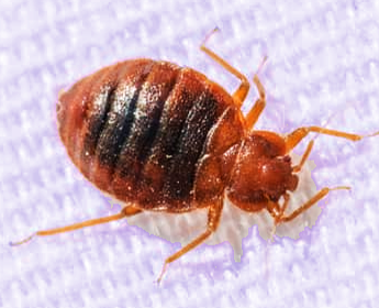 Bedbug Edmonton