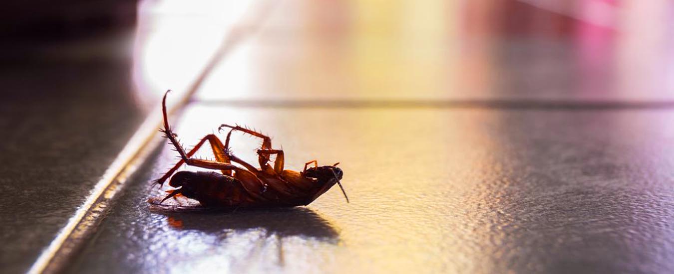 Can the presence of bugs and insects be a problem for commercial ...