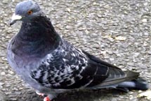 Edmonton Pigeon