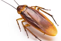 Edmonton cockroaches