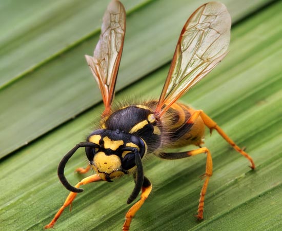 Wasp Control