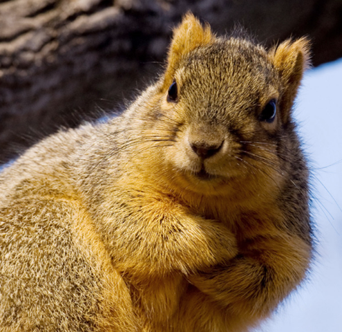 Squirrel Edmonton